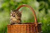 57760_ Kätzchen mit Grashalm in Zähnen Foto im Korb sitzen, Katzenkind Katzenpfoten, Flechtkorb im Garten