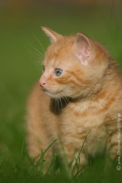 Katze Tierkind Katzenbaby Portrait in Gras