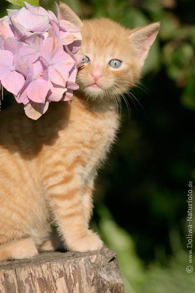 Katzenkind Ktzchen portrait auf Baumklotz unter Blumen