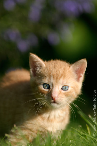Ktzchen krabbelt im Gras ssse Mizekatze