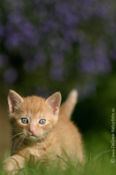 Miezekatze krabbelt in Gras se Schnauze
