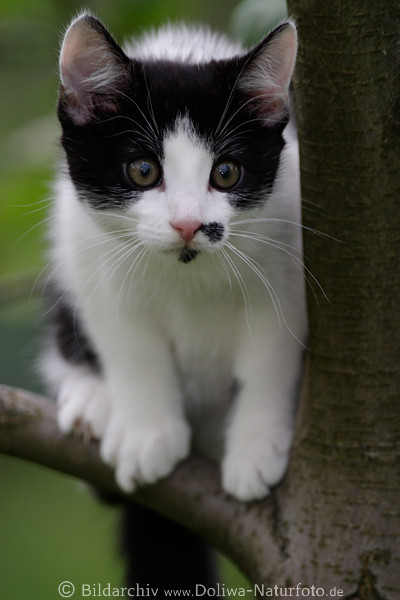 Miezekatze auf Baum Ast sss Ktzchen