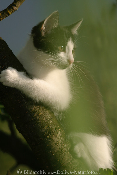 Miezekatze am Baum niedliches Jungtier