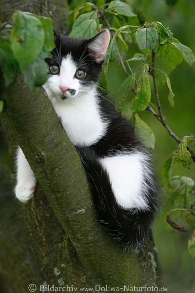 Ktzchen am Baum sitzende Katzenbaby niedliche Miezekatze