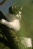 43904_Miezekatze am Baum, Ktzchen
