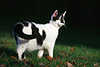 0167_ Katze wie eine Kuh auf Wiese, Tiere in Natur, Haustier auf Naturausflug im Garten & Sonnenschein