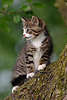 43801_ Kot, slodki kociak foto, Kätzchen Tierfoto, süßes Katzenbaby am Baum sitzen