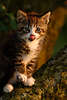 43821_Ktzchen Zunge, am Baum in Abendlicht, Katzenbaby