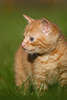 44770_ Katze Tierkind, Katzenportraet im Gras, Katzenbaby in Tierfoto