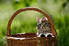 57750_ Kätzchen im Flechtkorb Foto im Garten grün, Katzenkind im Korb sitzen, posieren, Katze süsse Schnauze