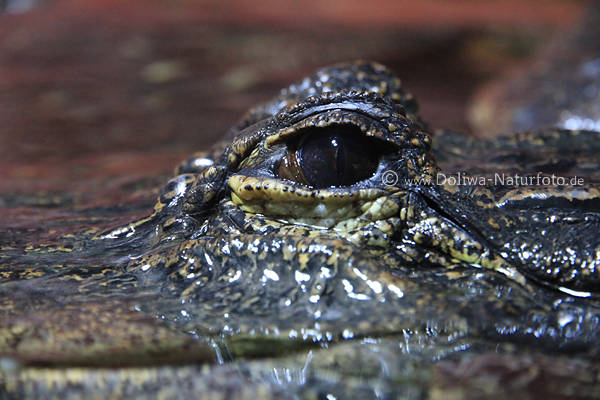 Alligator Auge blickt ber Wasser Panzerechse Nahfoto