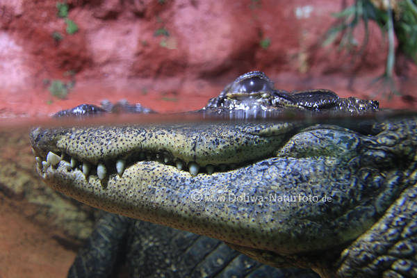 Mississippi-Alligator Maul Schlund Fresse seitliche Zhne gefressiges Wassertier