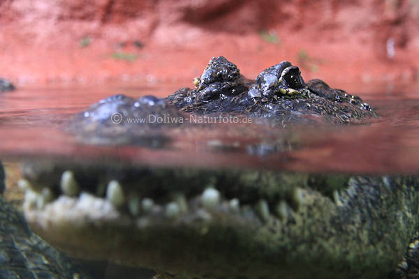 Alligator Maul-Zhne unter Wasser Panzerechse Krokodil