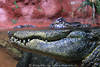 Mississippi-Alligator Maul Schlund Fresse seitliche Zähne gefressiges Wassertier