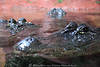 Panzerechsen in Wasser Krokodil-Art Mississippi-Alligator