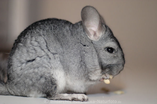 Chinchilla isst Erdnsse geducktes Felltier