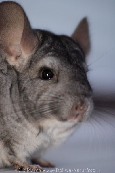 Chinchilla Maul Augenblick Nahfoto Groportrt