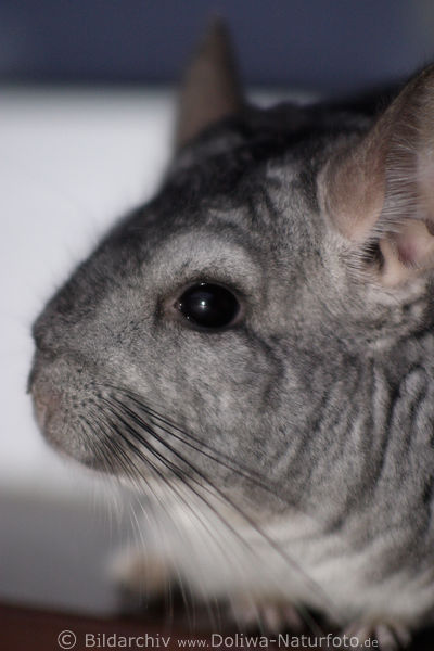 Chinchilla Schnauze Auge Schnurbart