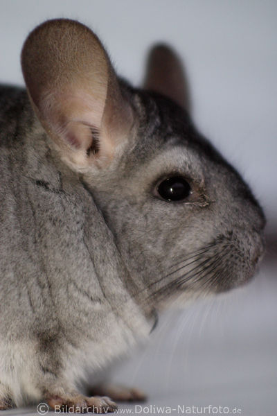 Chinchilla Schnauze Kopf seitlich in Kadr