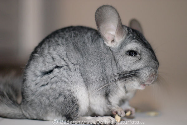 Langschwanz Chinchilla (Chinchilla-laniger) putziger Nager im Dichtfell