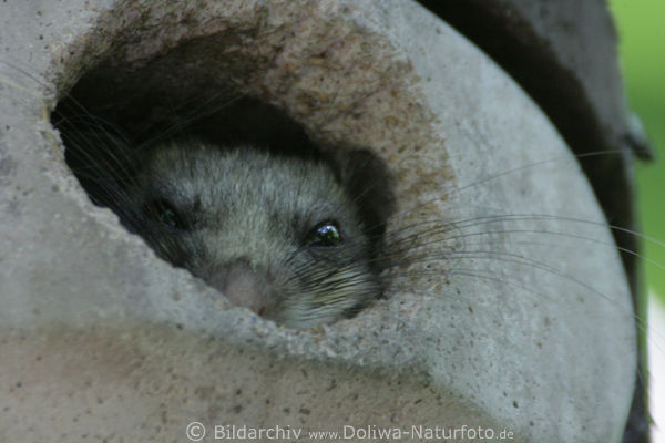 Schlfer im Vogelhaus