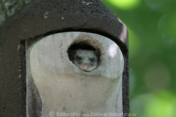 Siebenschlfer Glis glis im Vogelhusel Loch 