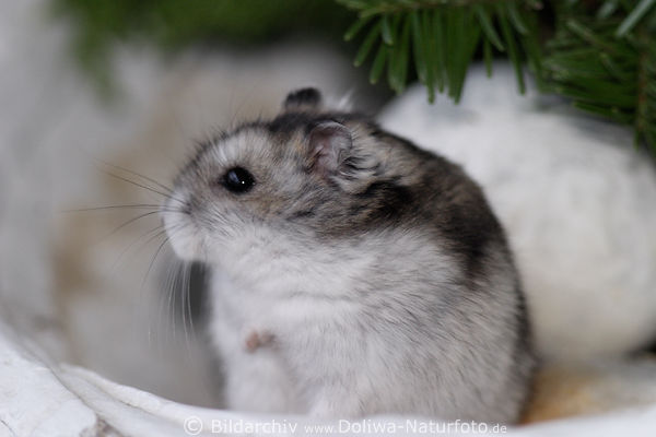 Hamster kuscheliges Haustier Cricetidae Familie Whler