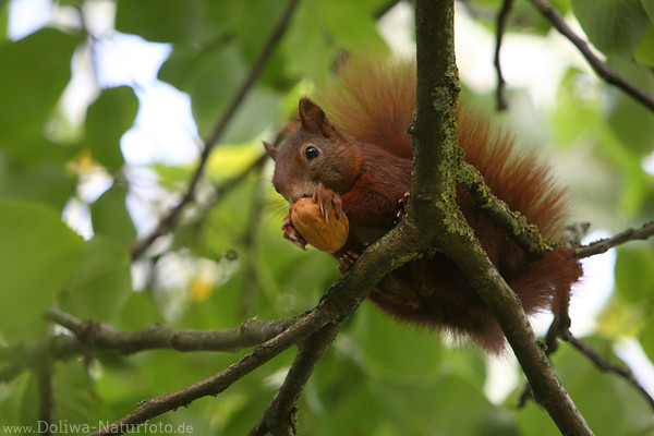 Eichhörnchen Krallen um Nuss Tierfutter Walnuss frisst im Hochsitz auf Zweig