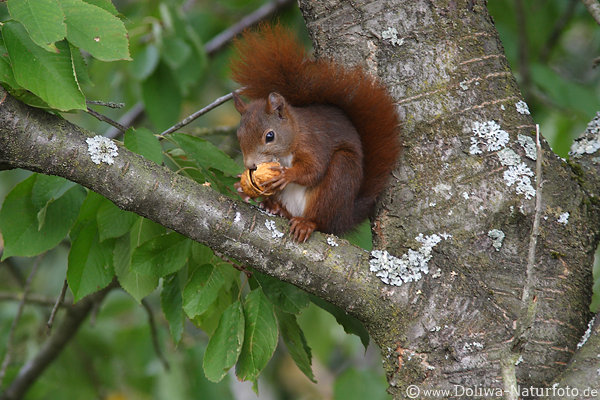 Eichhrnchen knackt Nussschale