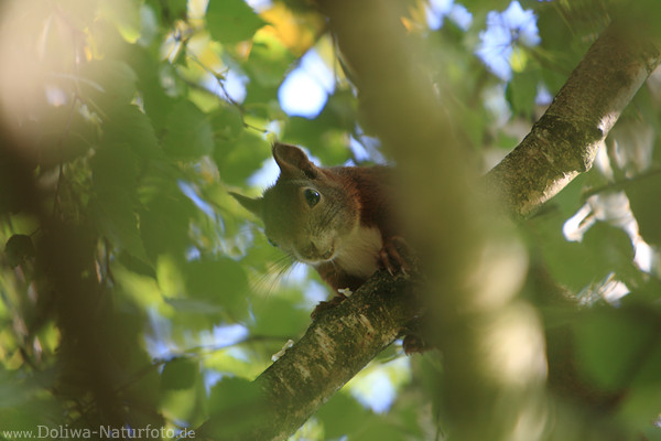 Neugieriges Eichhörnchen Portrait in Blätter süsse Schnauze Schnurrbart schauen vom Ast
