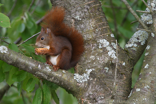 Eichhrnchen mit NussSchale in Pfoten