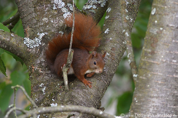 Eichhrnchen Tierfoto geduckt am Baum
