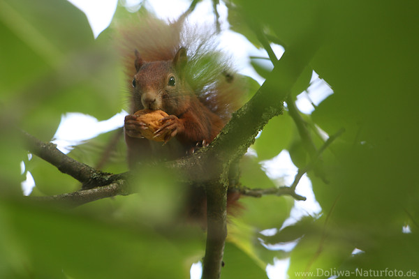 Eichhörnchen Hände mit Nuss in Pfoten Krallen in Blätterdach hoch Portrait auf Ast nagen an Schale