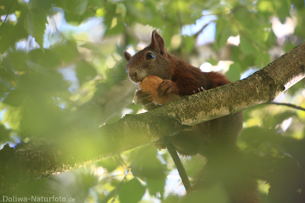 Eichhrnchen nagt an Nuss in Hnden auf Ast in Bltterdach knackt die Walnussschale
