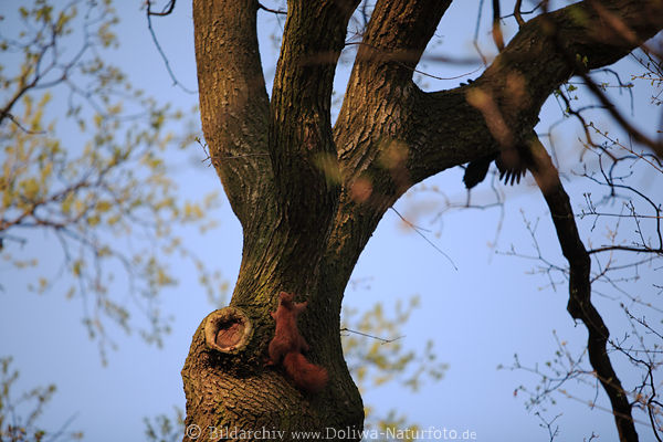 Eichhrnchen klettern am Baum rotbraunes Nagertier