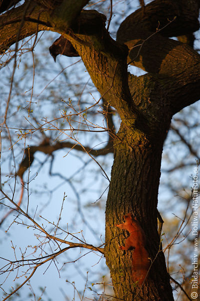 Eichhrnchen am Baum gejagt durch Krhe