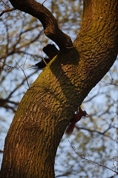 Eichhörnchen Vesteckspiel vor Krähe Schwanz hoch hinterm Baum Jagd auf Nager