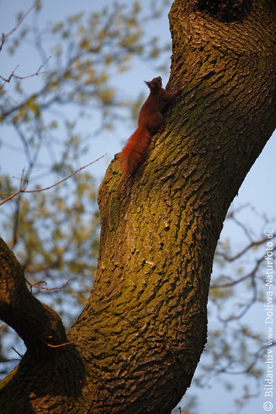 Eichhörnchen hochklettern am Baum Stamm rotes Nagetier