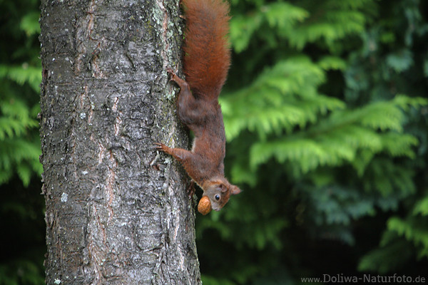 Klettertier Eichhörnchen mit Nuss in Maul Kopfunter klettern am Baumstamm