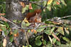 Eichhörnchen mit Walnuss Foto Tiermahlzeit aus Schale in Blättern am Baum in Bild