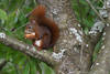Eichhörnchen mit Nuss Schalenhälfte in Pfoten Krallen halten Foto am Baumstamm