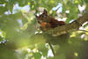 Eichhörnchen nagt an Nuss in Händen auf Ast in Blätterdach knackt die Walnussschale