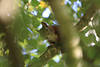 Neugieriges Eichhörnchen Portrait in Blätter süsse Schnauze Schnurrbart schauen vom Ast