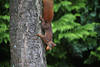 Klettertier Eichhörnchen mit Nuss in Maul Kopfunter klettern am Baumstamm