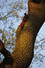 Eichhörnchen Baum Hochkletterer rotes Nagetier