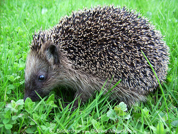 Igel schnffelt im Gras