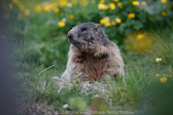 Murmeltier Versteck Naturportrt Marmota Alpennagetier