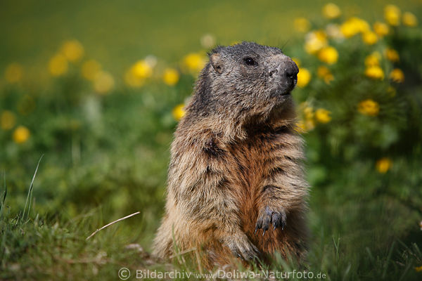 Alpenmurmeltier Naturfoto zeigt lange Pfotenkrallen