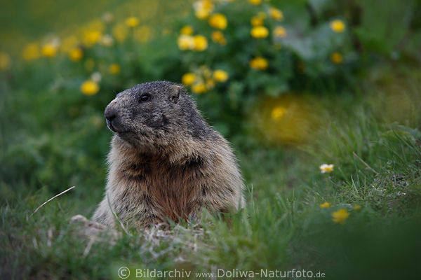 Alpenmurmeltier Naturbild auf Bergwiese