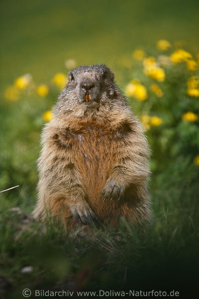 Alpenmurmeltier hochstehend zeigt Schneidezhne
